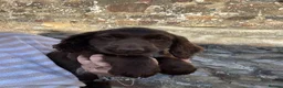 Cocker Spaniel dogs for sale: Chunky Cocker Spaniel pups  in Crook - Advert 9