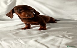 Miniature Dachshund dogs for sale: Miniature dachshund  - Image 3