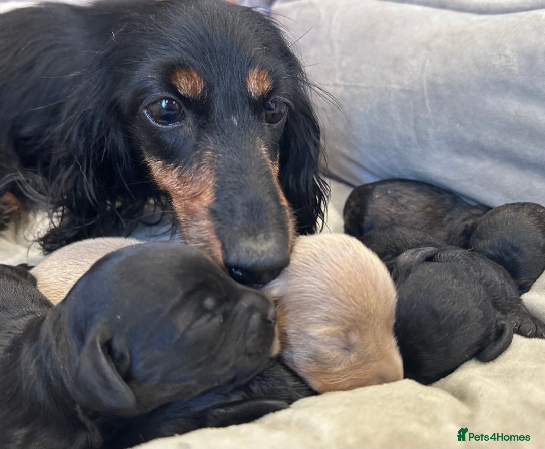 Mixed Breed dogs for sale: Stunning Daxipoo both parents kc,  health tested - Image 8