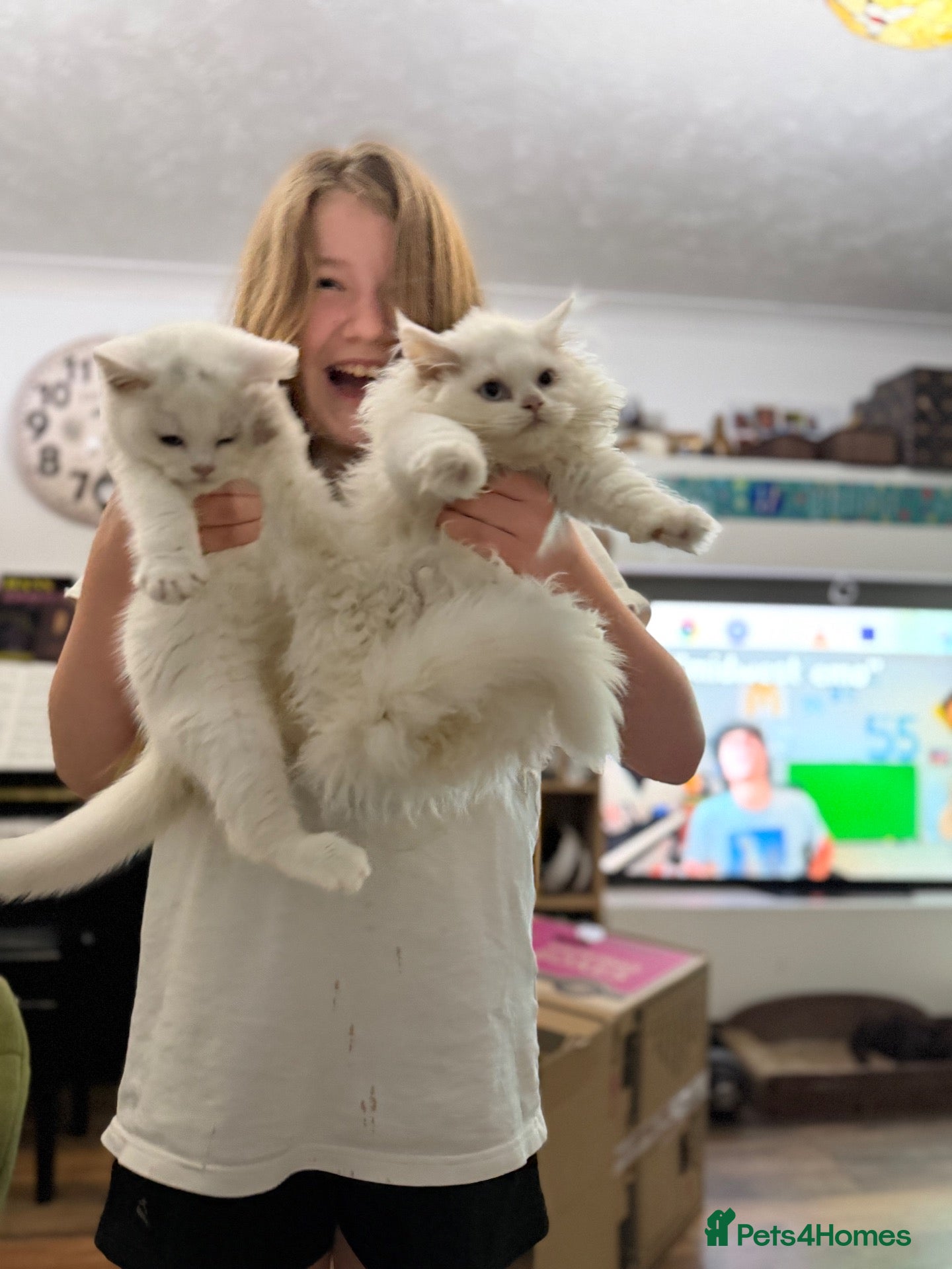 British Shorthair cats Pedigree British Shorthair Longhair Kittens TICA - Advert 9