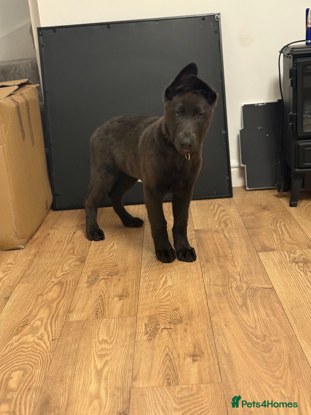 German Shepherd dogs for sale: Grey German Shepherd pup for sale - Image 5