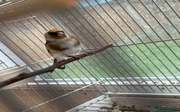 Canaries birds for sale: Canary - Image 6