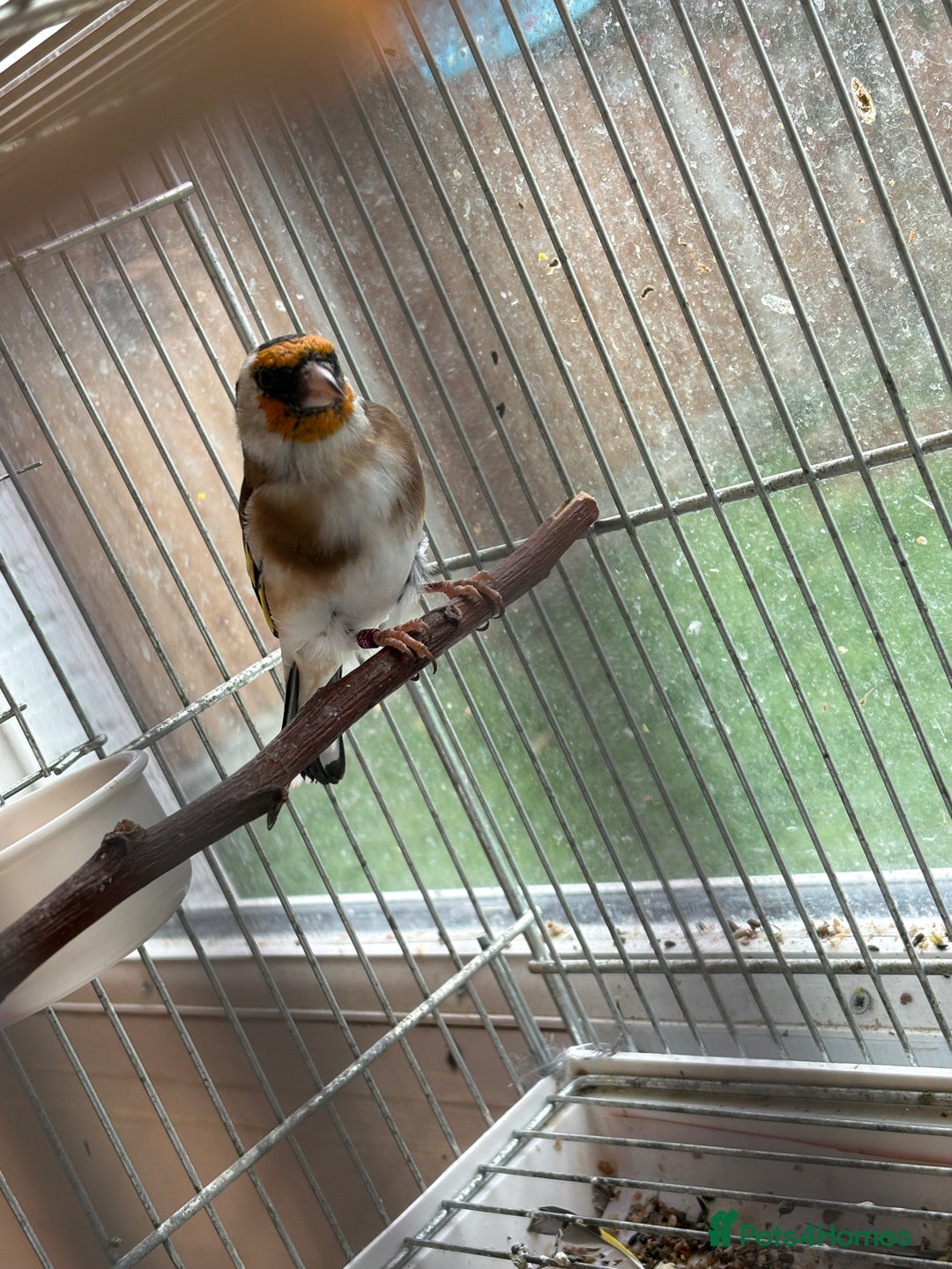 Canaries birds for sale: Canary - Image 6