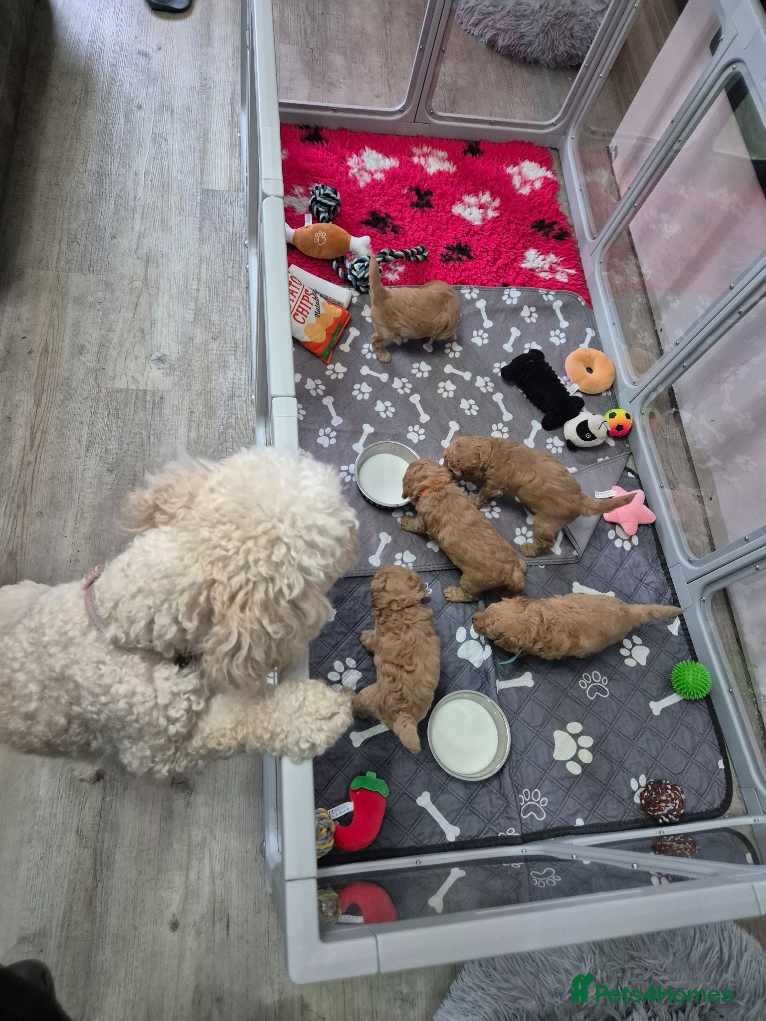Miniature Poodle dogs KC Reg Apricot Miniature Poodle - Advert 2