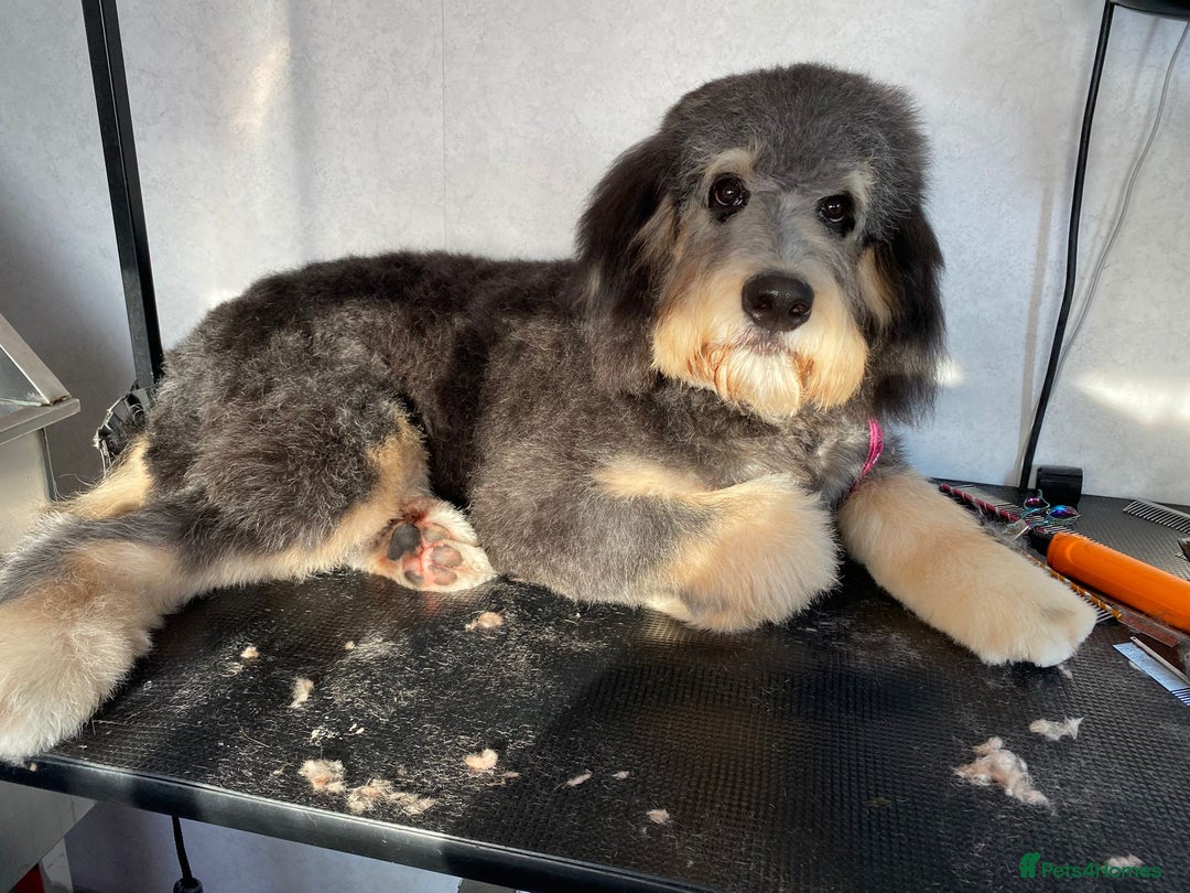 Bernedoodle dogs for sale: Bernedoodle puppy for sale  - Image 2