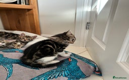 Bengal cats for sale: Bengal X Kittens - Image 10