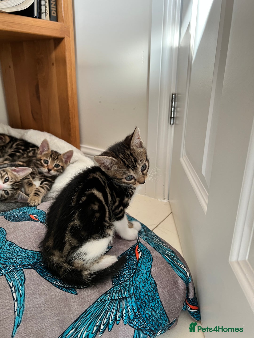 Bengal cats for sale: Bengal X Kittens - Image 10