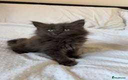 Maine Coon cats for sale: Blue Main Coon - Image 1