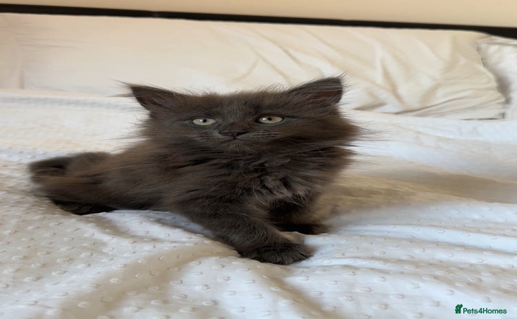 Maine Coon cats - Advert 16