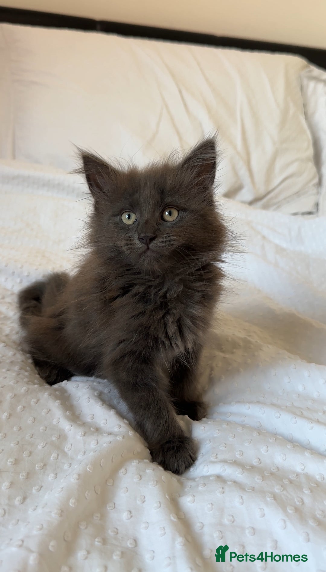 Maine Coon cats for sale: Blue Main Coon - Image 1
