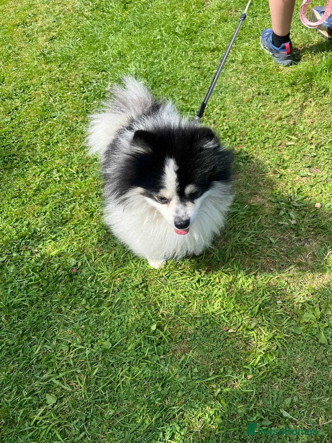 German Spitz dogs for stud: German spitz klein for stud in Woking - Advert 4