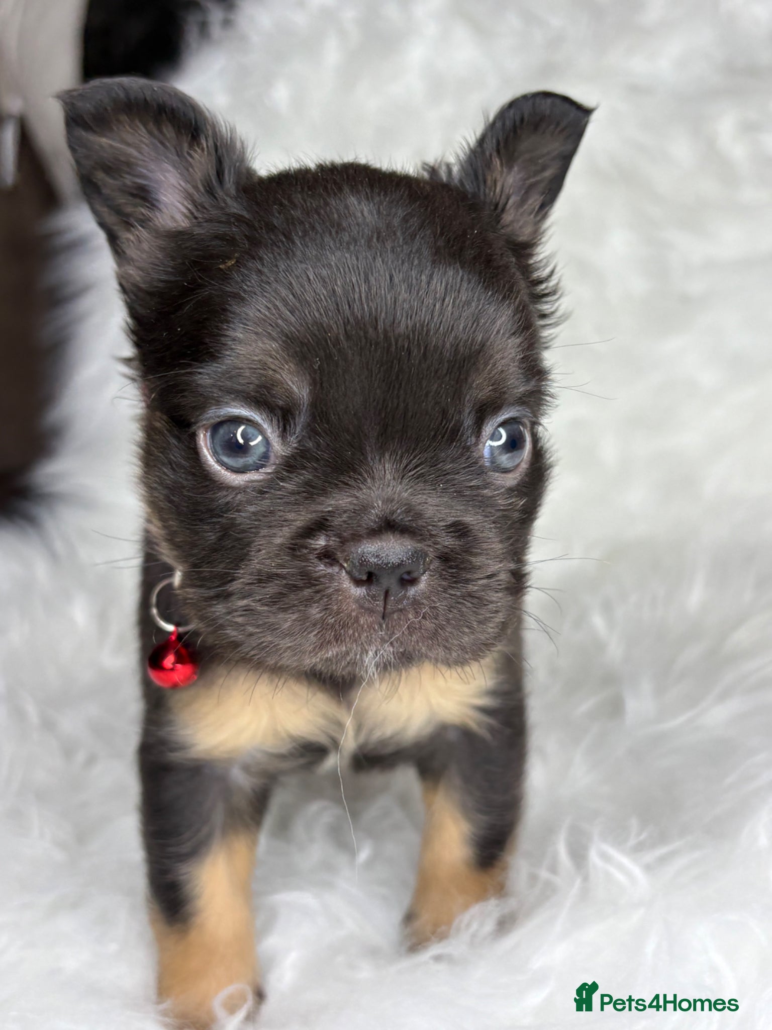 French Bulldog dogs Rare Fluffy French Bulldog Puppies  - Advert 4