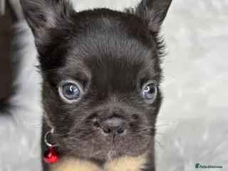 French Bulldog dogs Rare Fluffy French Bulldog Puppies - Advert 4