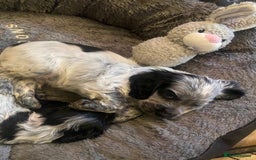 Cocker Spaniel dogs for sale: Cocker Spaniel Pups - Image 6