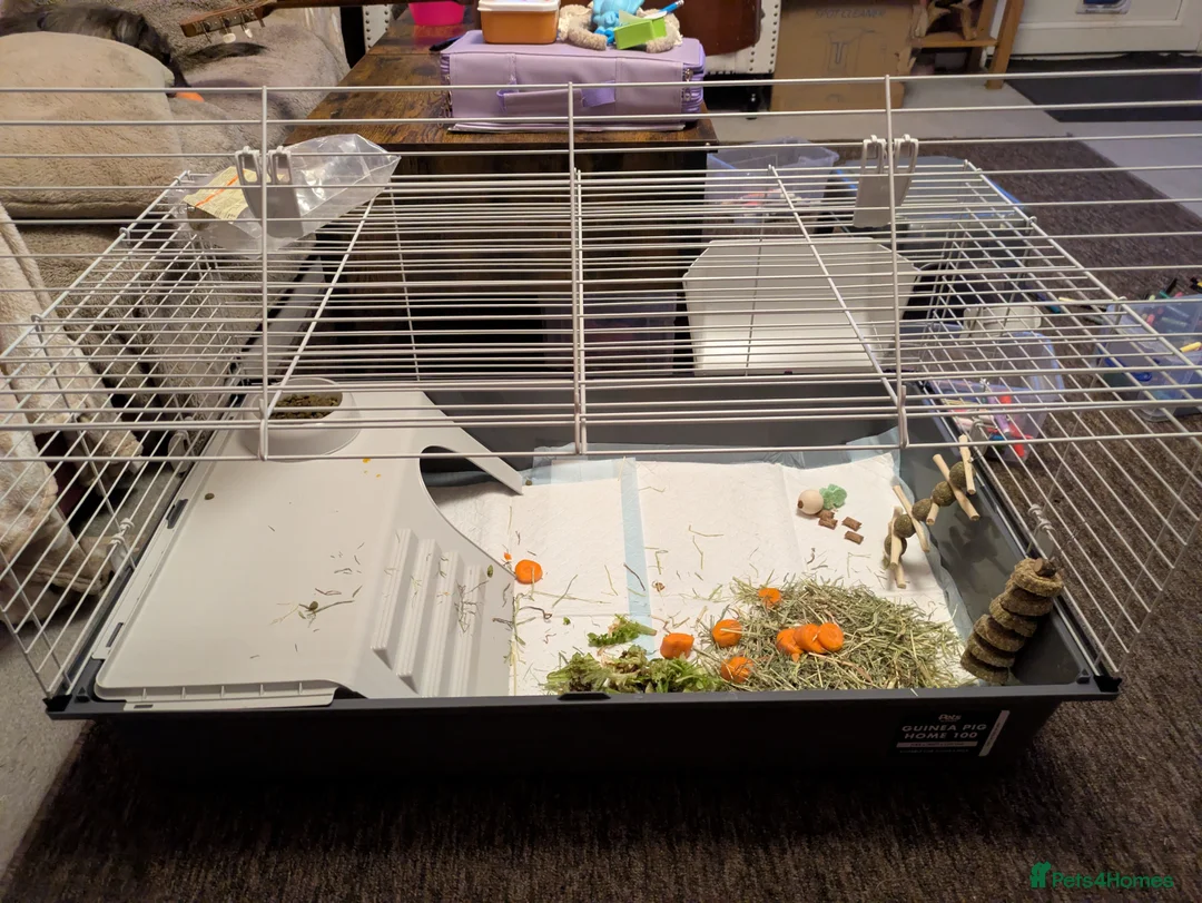 Guinea Pig rodents for sale: Female Guinea Pig - Advert 4