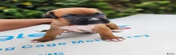 Boxer dogs for sale: Bobtail K C reg - Advert 5