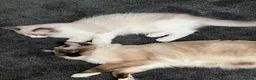 Ragdoll cats for sale: Bi colour male ragdoll - Advert 4