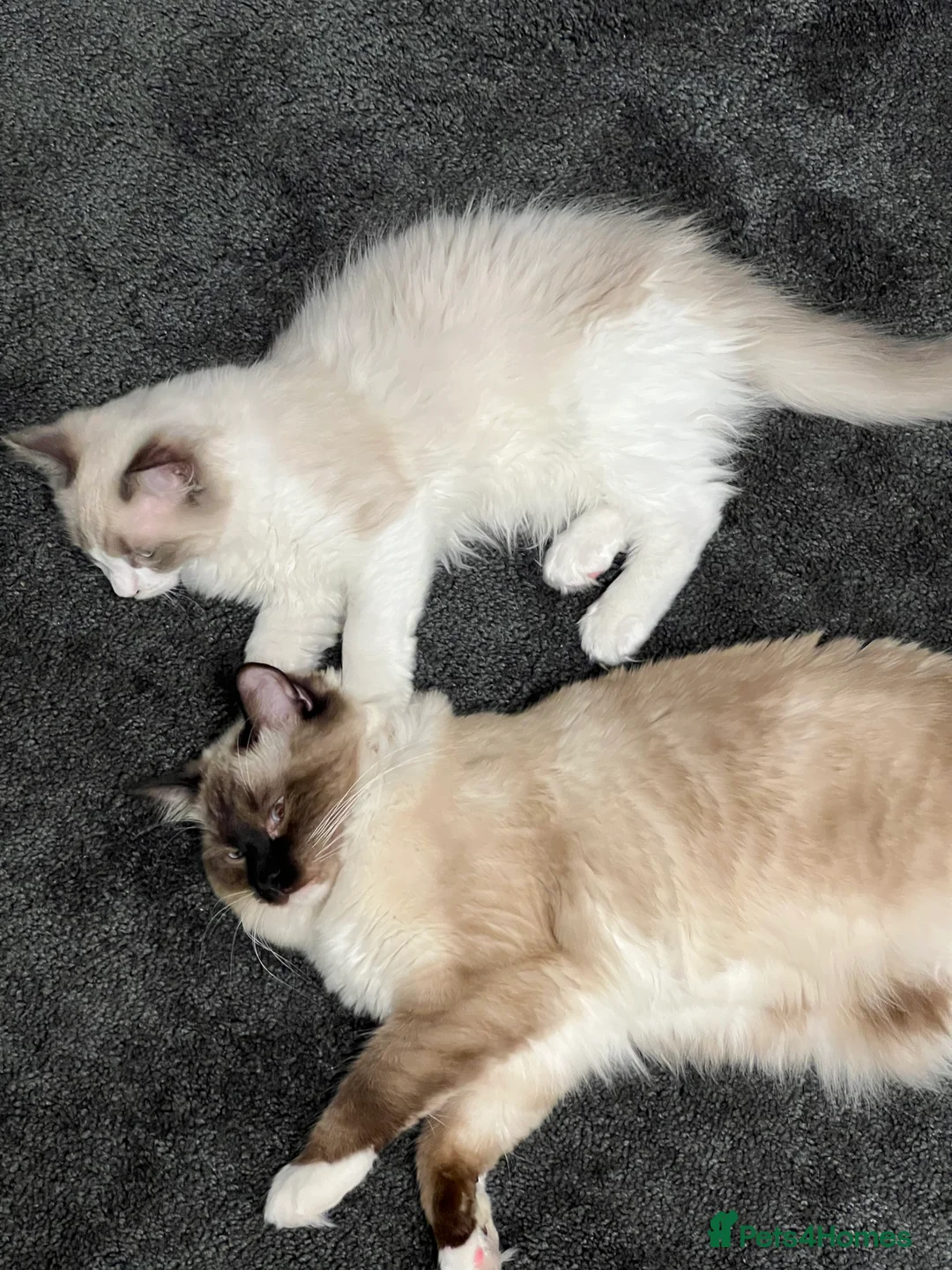 Ragdoll cats for sale: Bi colour male ragdoll - Advert 4