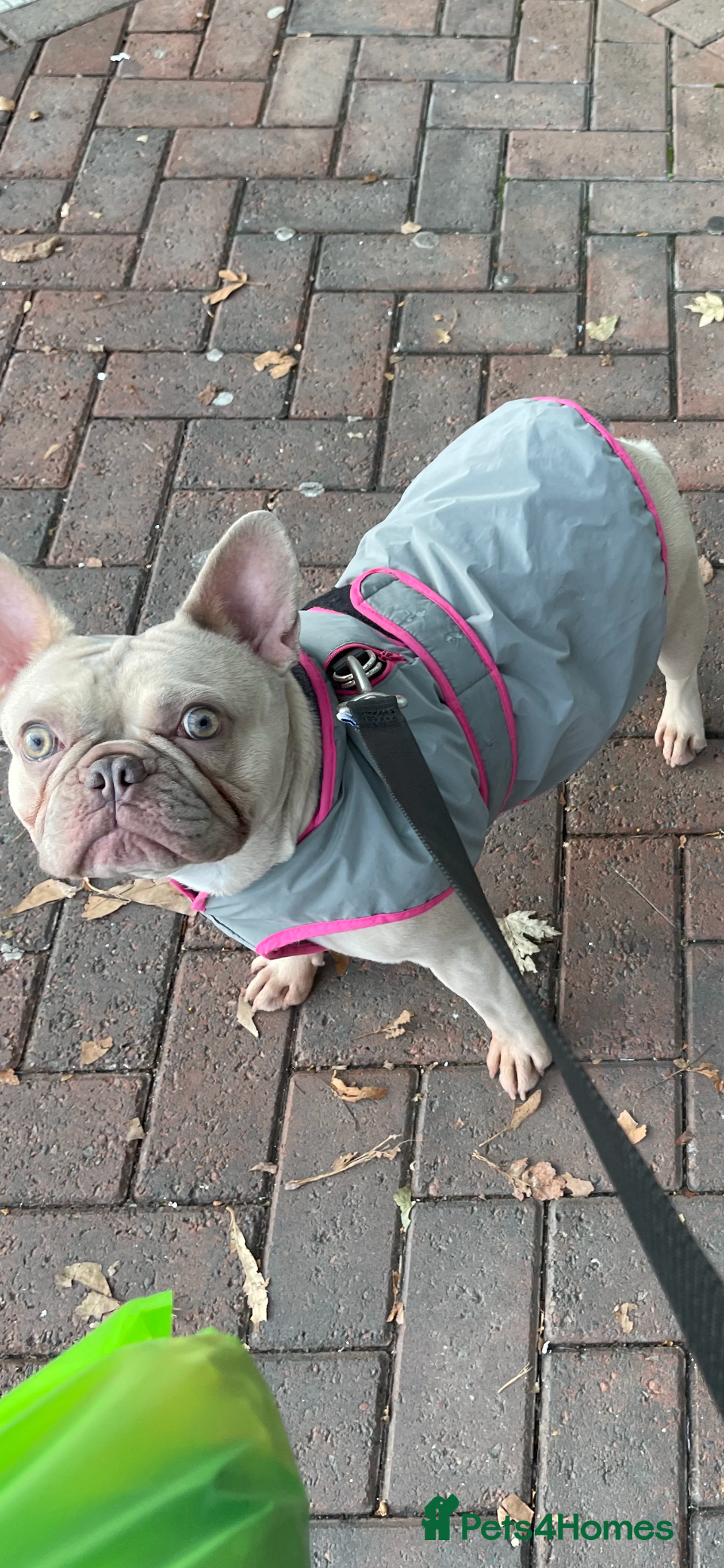 French Bulldog dogs French Bulldog Adoption - Advert 1