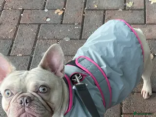 French Bulldog dogs French Bulldog Adoption - Advert 1