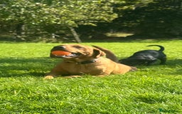 Labrador Retriever dogs for sale: Black Labrador Retriever Puppies - Image 31