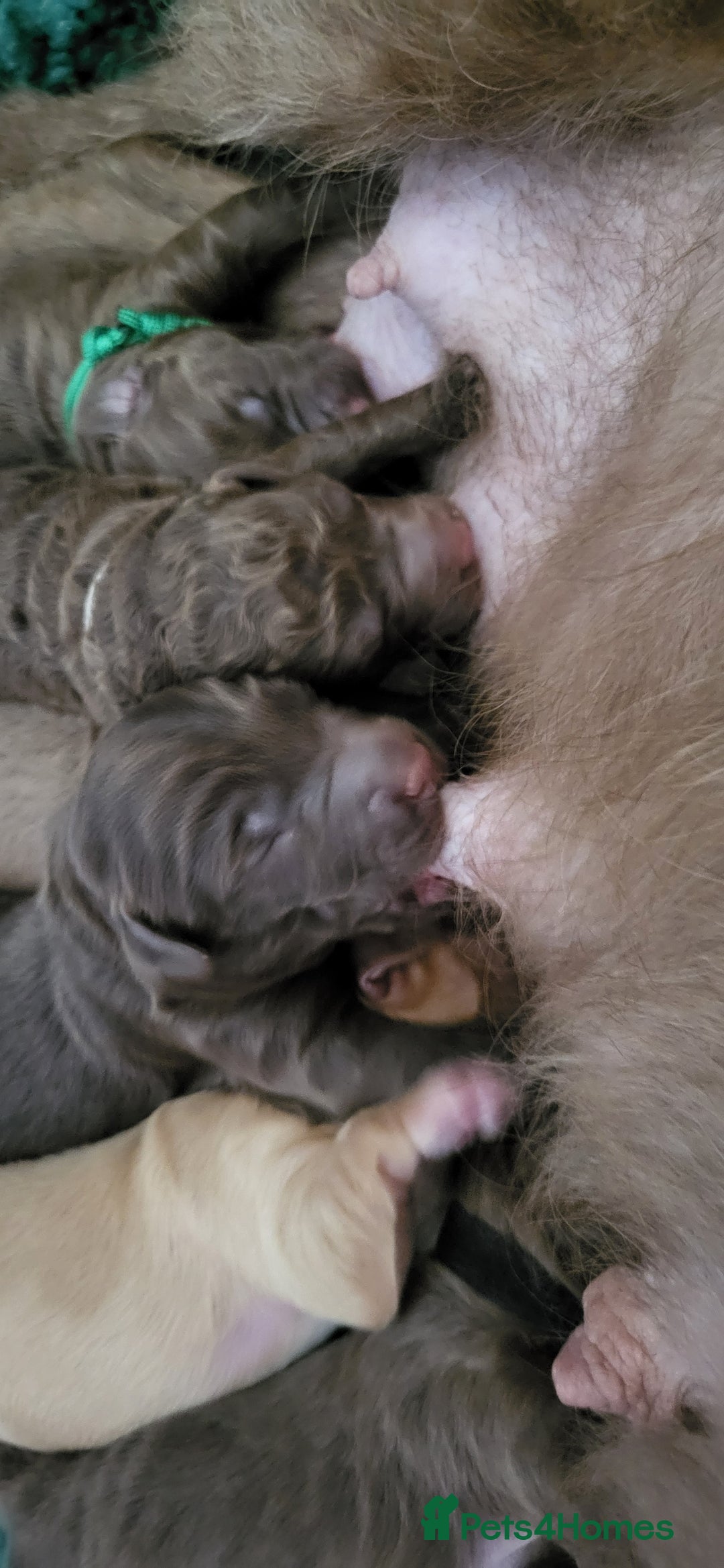 Australian Labradoodle dogs for sale: Beautiful Australian Labradoodle puppies  - Image 5