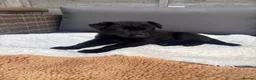 German Shepherd dogs for sale: German shepherd - Advert 9