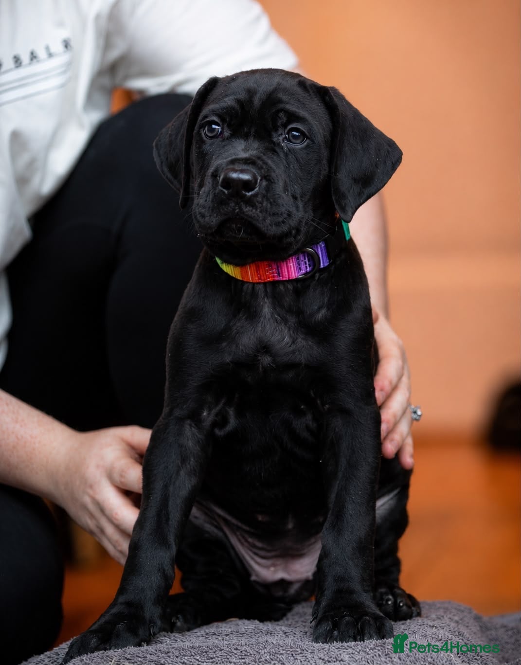 Mixed Breed dogs Cane corso x presa canario - Advert 1