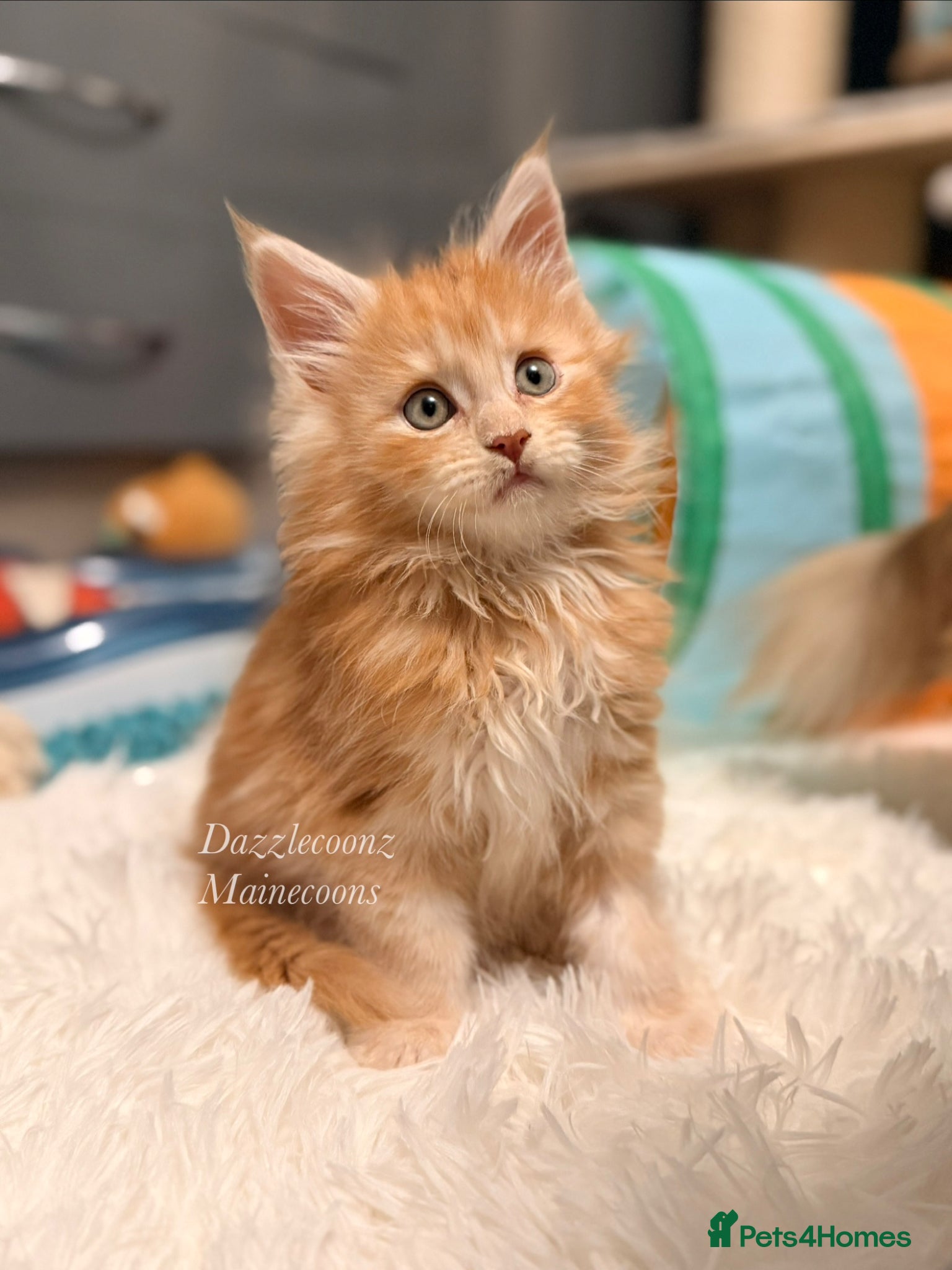 Maine Coon cats Active Big chunky Russian bloodline kittens - Advert 21