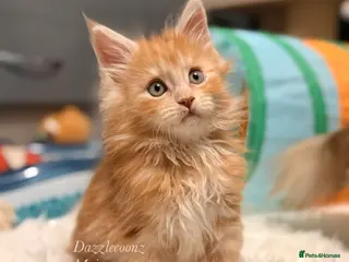 Maine Coon cats Active Big chunky Russian bloodline kittens - Advert 21