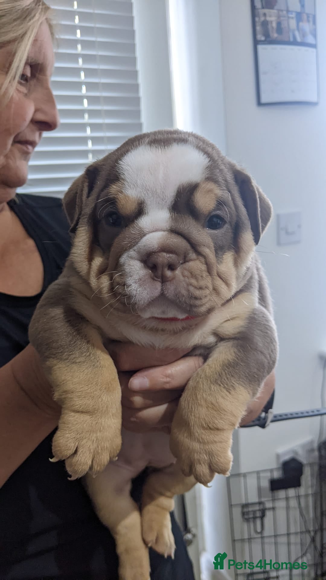 English Bulldog dogs for sale: English bull dogs  - Image 25