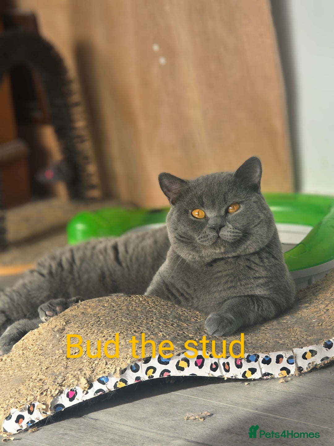 British Shorthair cats for stud: British short hair Bud the stud in London - Image 16