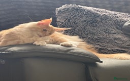 Maine Coon cats for sale: Big girl Maine coon kitten - Image 4