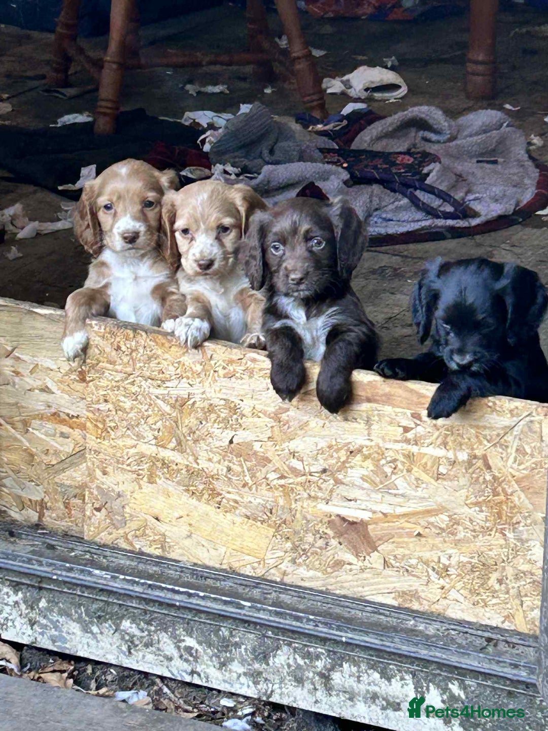 Cocker Spaniel dogs for sale: Beautiful cocker spaniel puppies  - Image 3