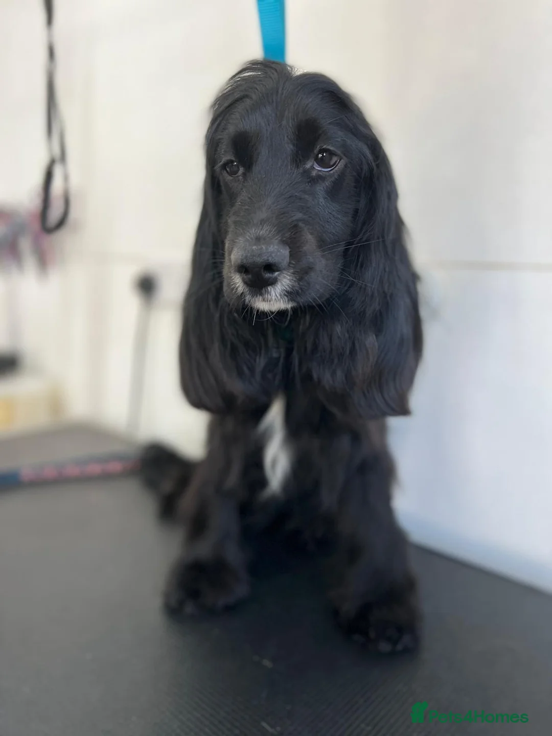 Cocker Spaniel dogs for sale: Show type Cocker spaniel puppies - Advert 2