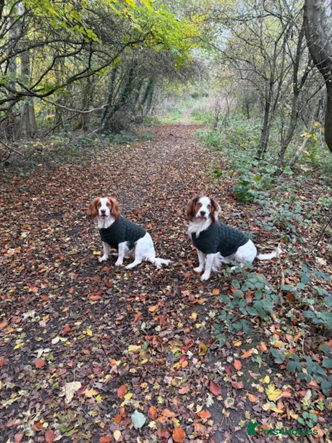 English Springer Spaniel dogs for sale: Springer Spaniel Puppies - Advert 3