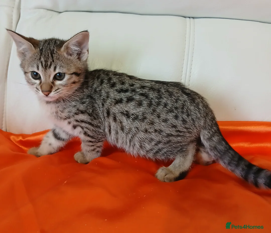 Savannah cats for sale: Highly spotted Savannah kittens  - Advert 2