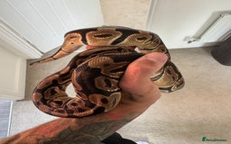 Python Snake reptiles for sale: Ball Python male  - Image 6