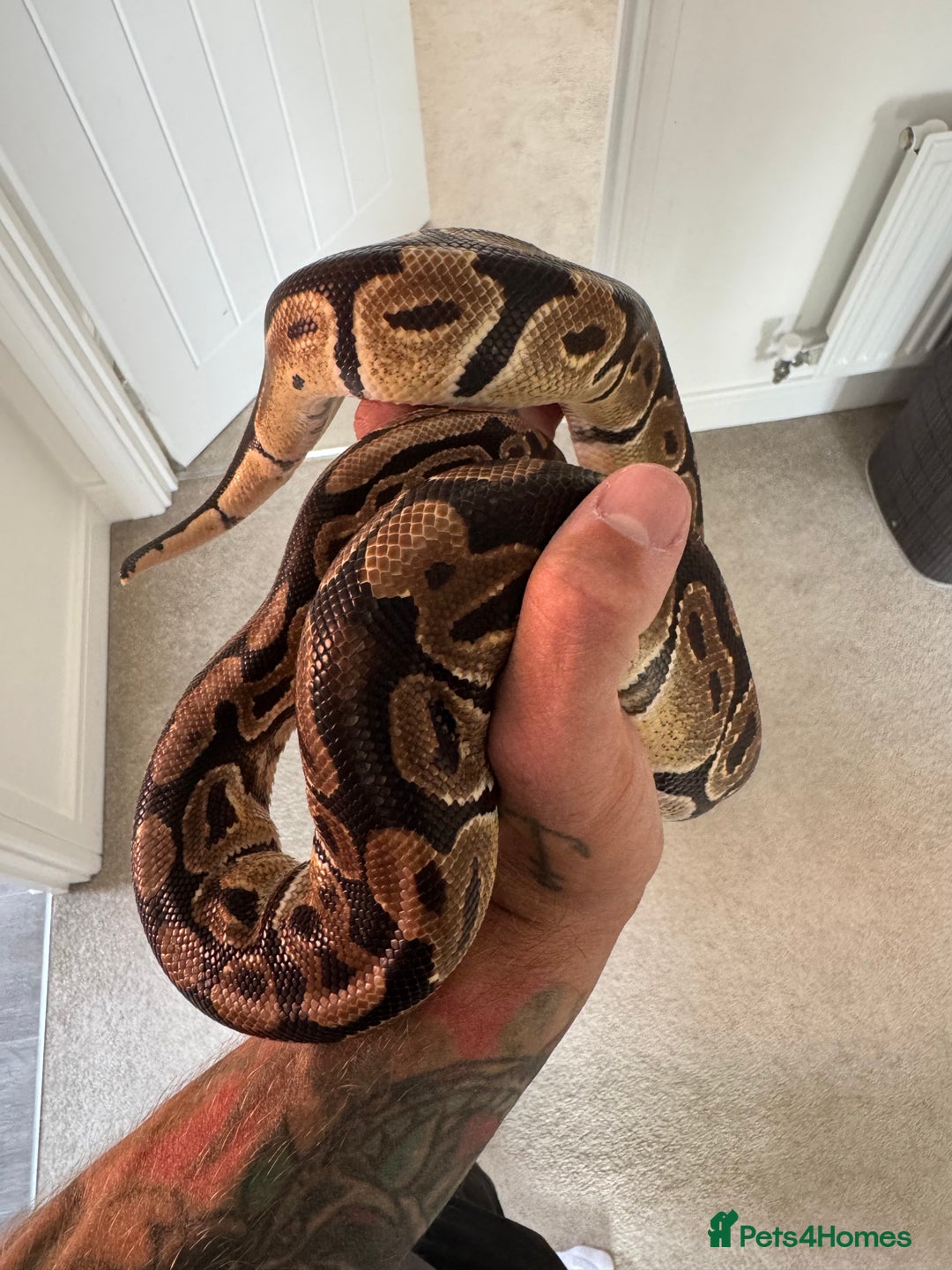 Python Snake reptiles for sale: Ball Python male  - Image 6
