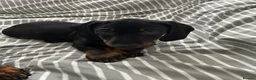 Dachshund dogs for sale:     Adorable Puppy Looking for a Loving Home - Advert 7