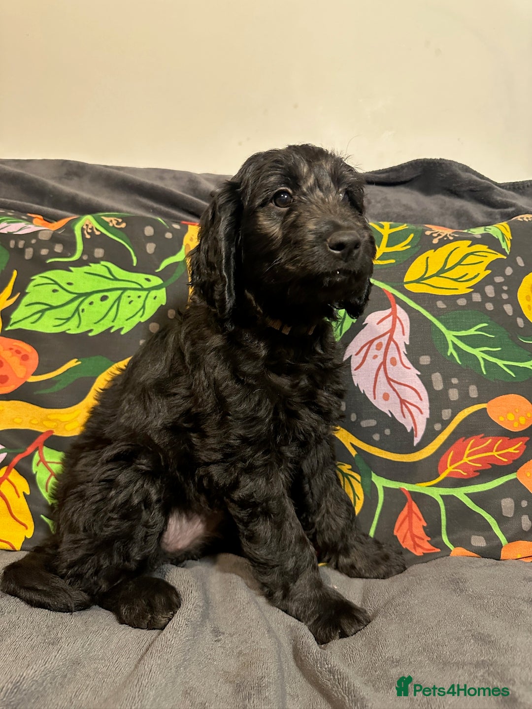 Goldendoodle dogs for sale: Black Phantom Goldendoodles Ready For A New Home! - Advert 32