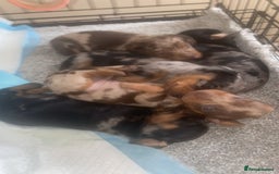 Miniature Dachshund dogs for sale: ❤️🐶 Miniature Dashaunds 🐶❤️ - Advert 5