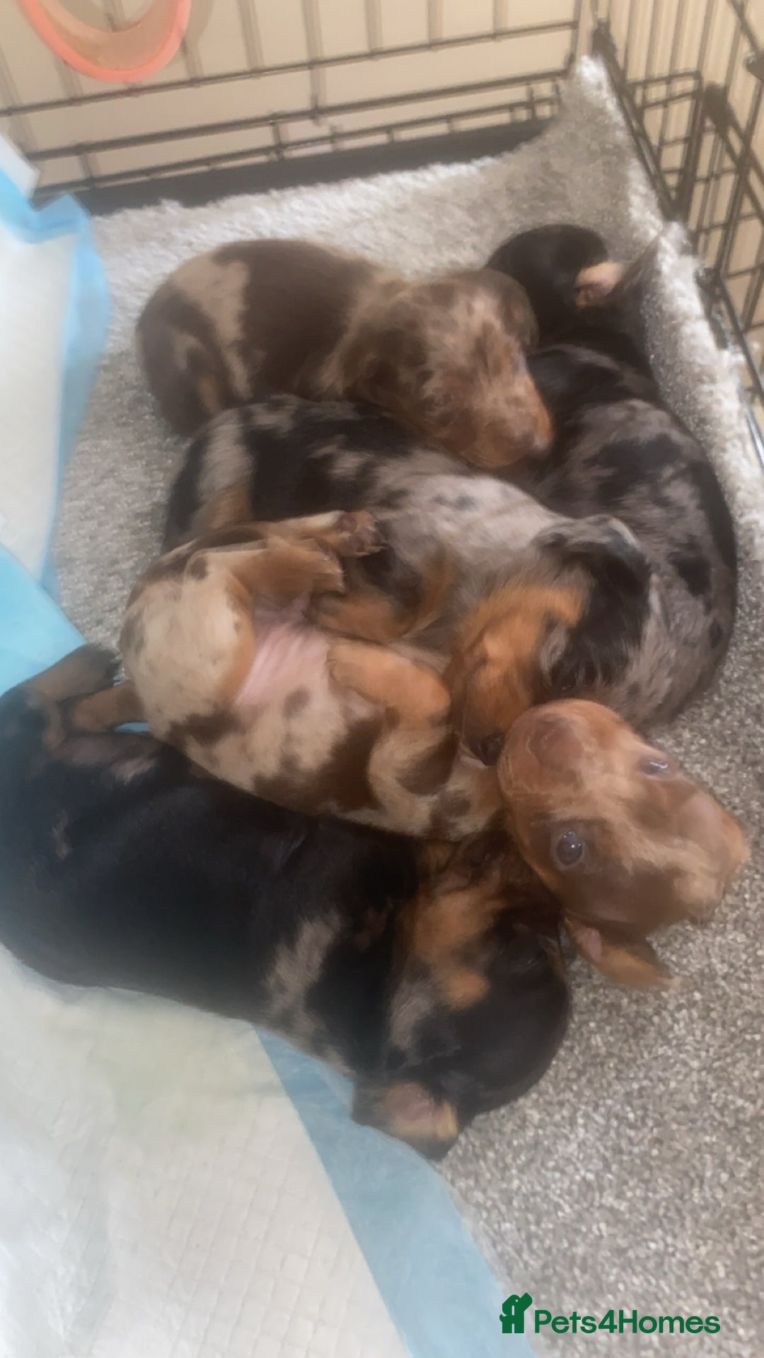 Miniature Dachshund dogs for sale: ❤️🐶 Miniature Dashaunds 🐶❤️ - Advert 5
