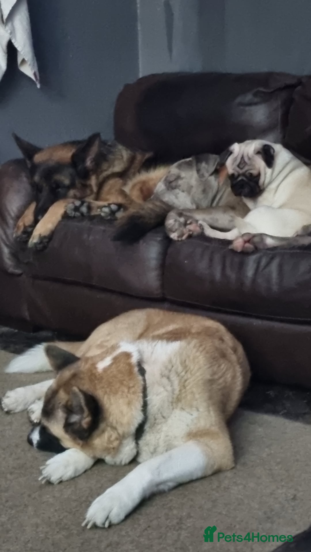 German Shepherd dogs for stud: Bruce - Advert 8