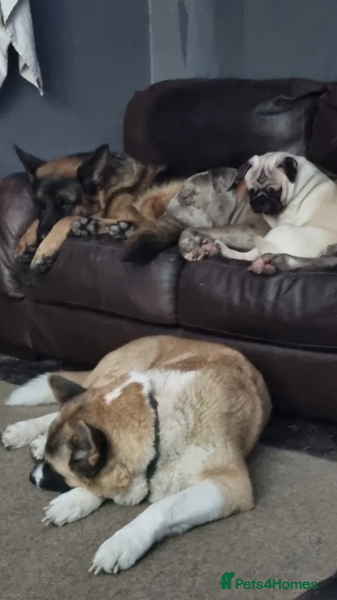 German Shepherd dogs for stud: Bruce - Advert 8