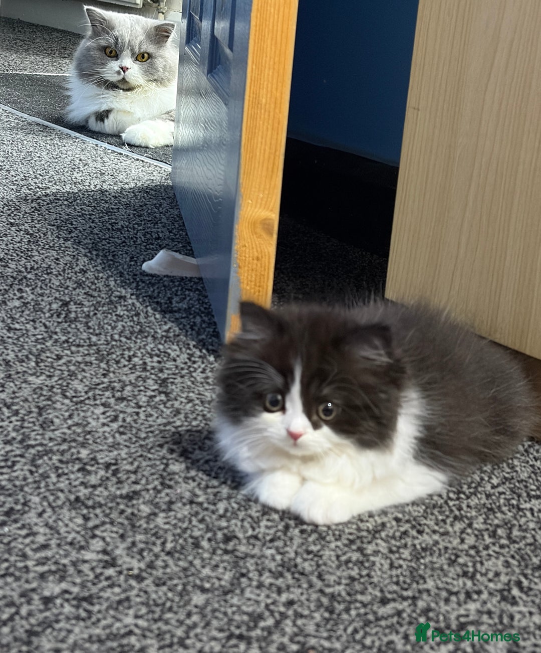 Mixed Breed cats for sale: British long hair X Chinchilla long hair - Advert 6