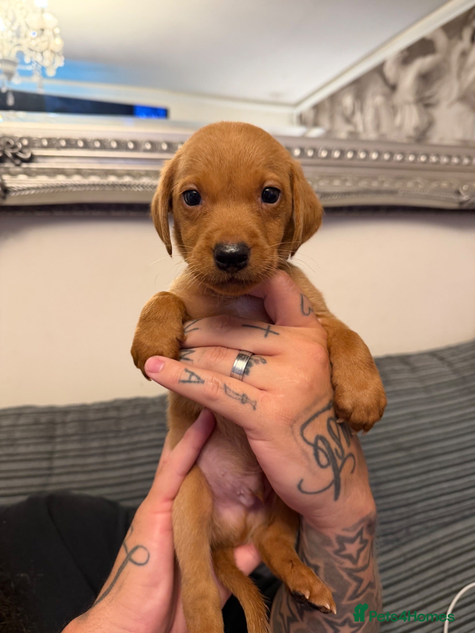 Labrador Retriever dogs TOILET TRAINED KC LABS 1 GIRLS 4 BOYS LEFT - Advert 1