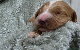 Cockapoo dogs for sale: Gorgous Cockerpoo Puppies - Image 7