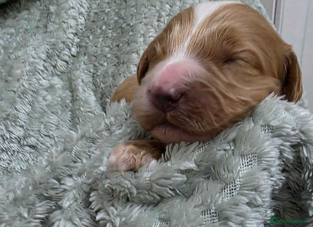 Cockapoo dogs for sale: Gorgous Cockerpoo Puppies - Image 7