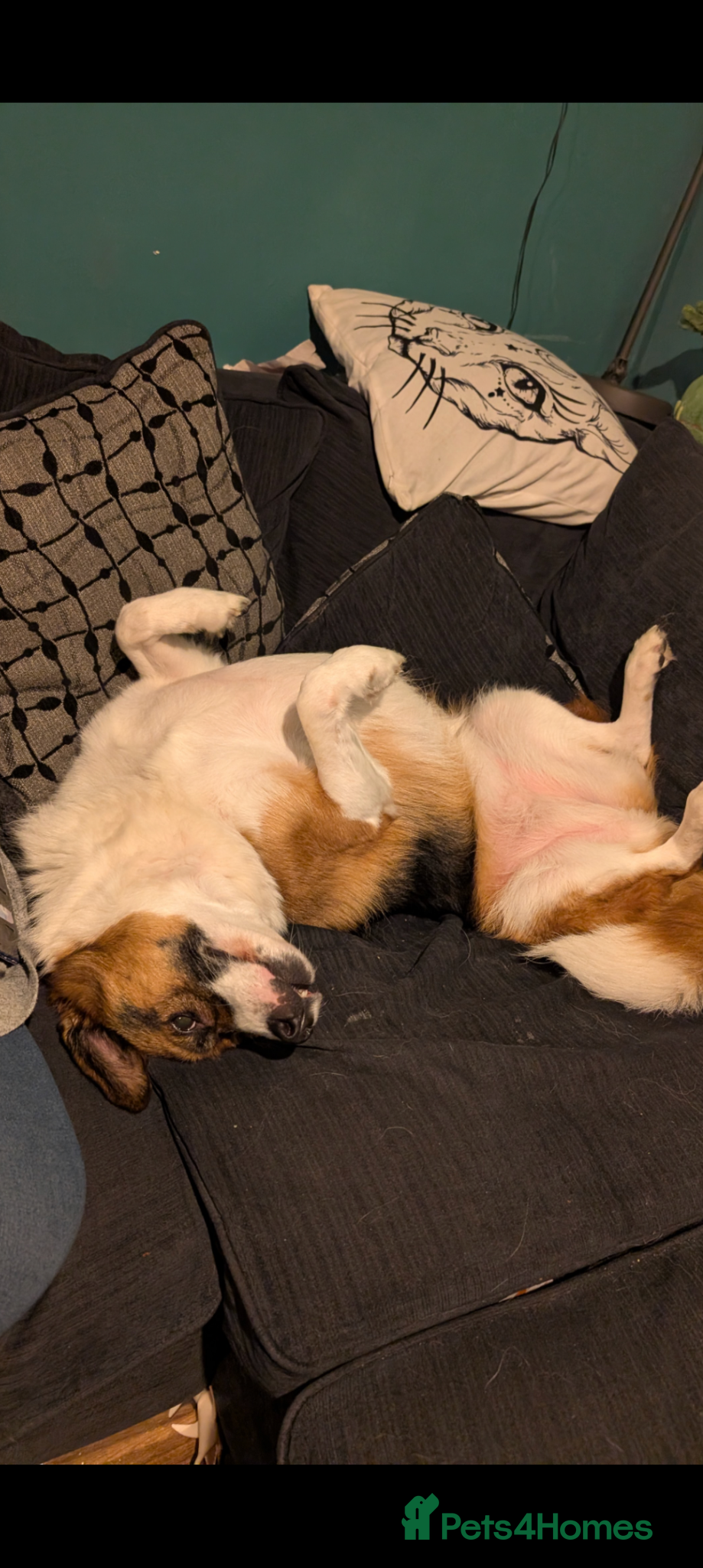 Mixed Breed dogs for sale: Roxanne (Roxie) in Stockport - Advert 8